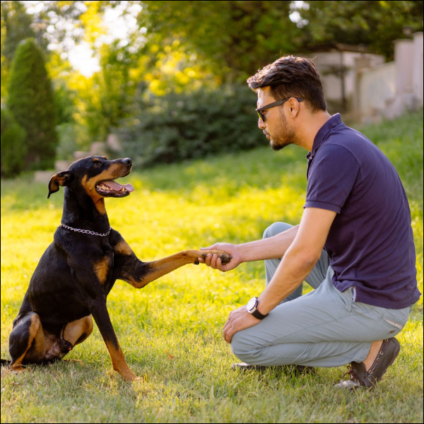 Dog training services