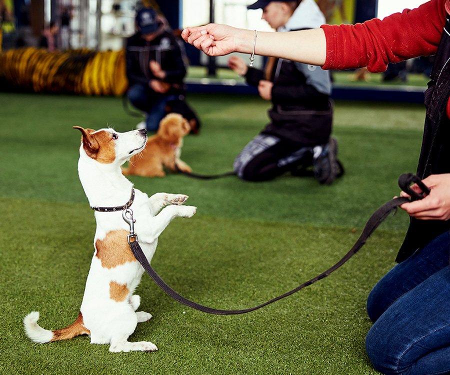 Puppy School – Structured early learning for young dogs and owners
