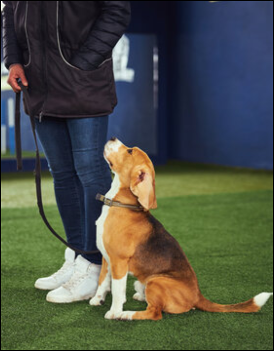 Puppy Training & Socialization Programs