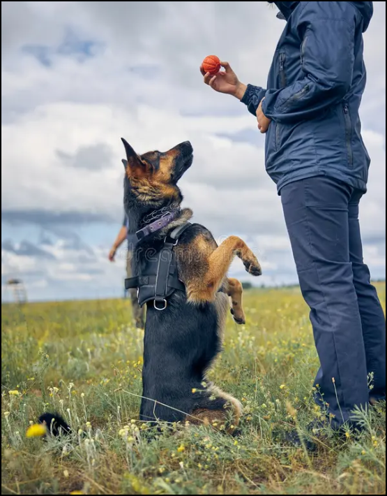 Basic to Advanced Obedience Training