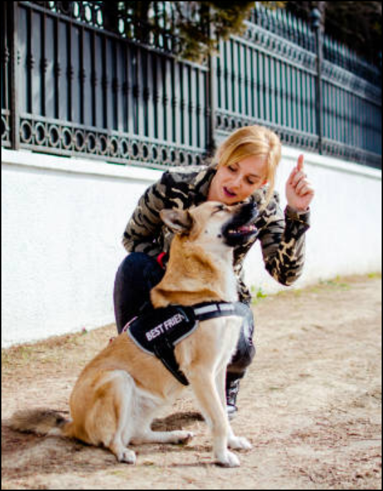 Scent Work & Protection Training