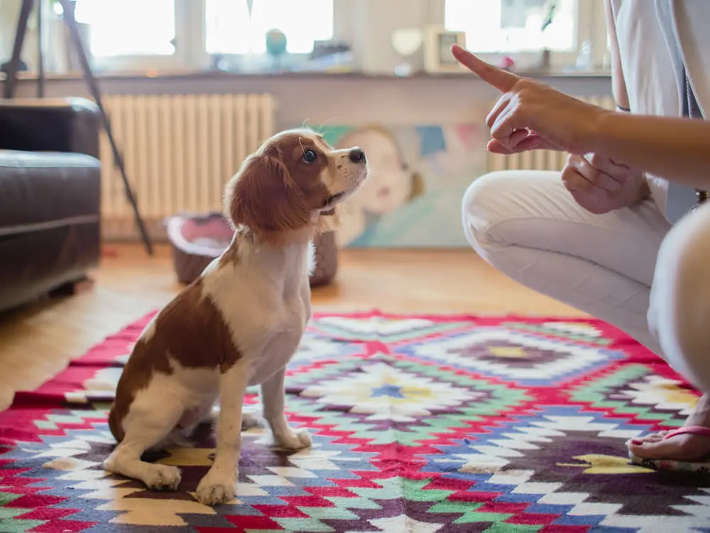 dog Socialization