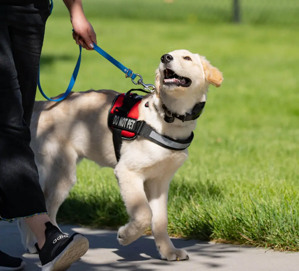 dog Socialization