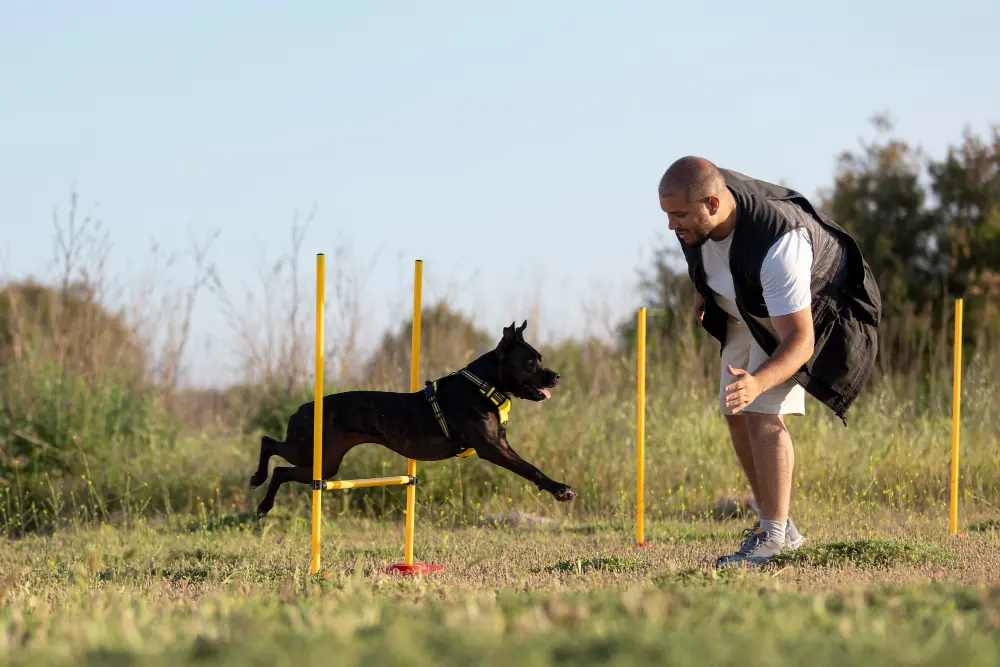 dog training