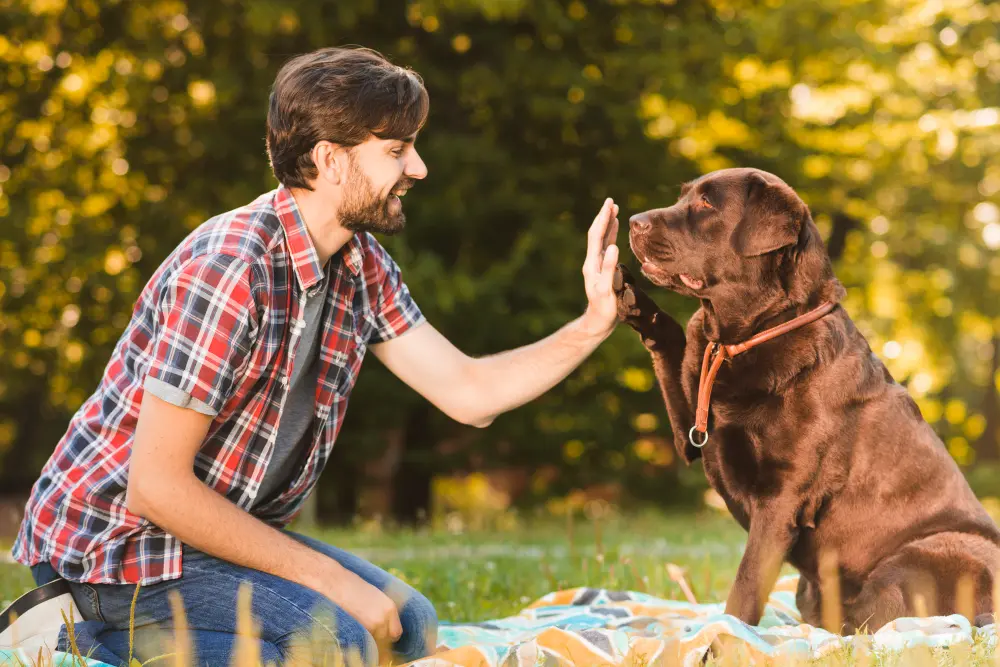 dog training